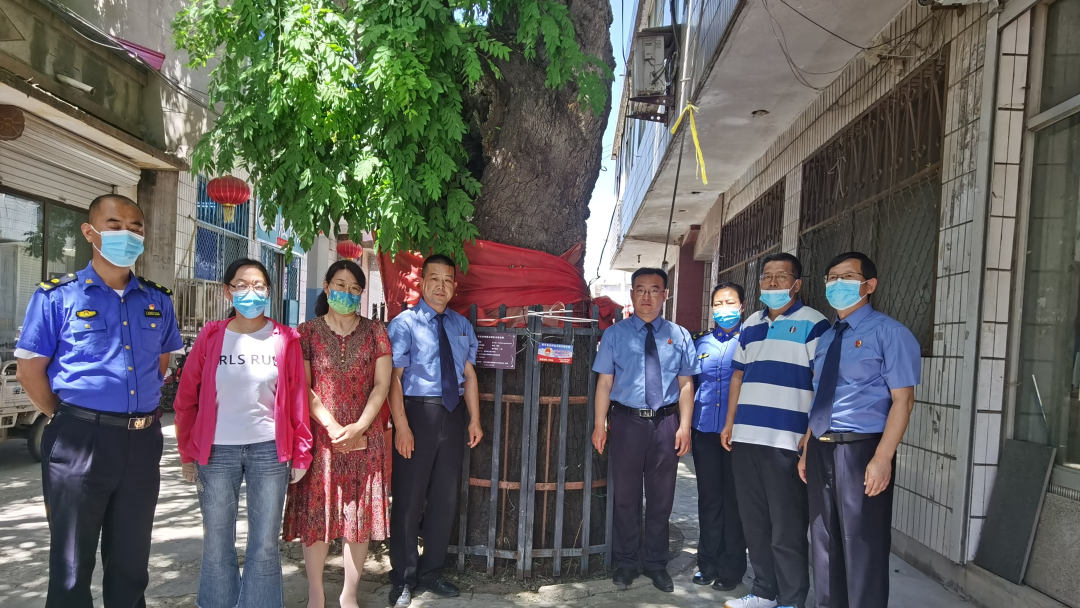 阜平：以检察能动履职 多举措保护古树名木